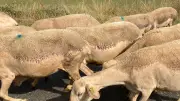 Attaques de loups : les éleveurs exigent un plan d'urgence