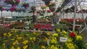 Aux Jardins de Saint-Thibéry, la passion fleurit avec les conseils d'horticulteurs expérimentés