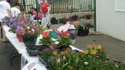 Baillargues : Marché aux plantes et tombola pour financer les projets scolaires