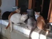 Campagne de stérilisation des chats errants dans la commune pour limiter la prolifération