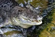 Canal de Roubaix : un crocodile mort et enchaîné découvert par un pêcheur