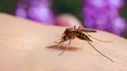 Cas de West Nile confirmé sur un cheval dans le Gard