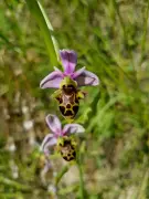 Castillon-Pujols mobilise les citoyens pour recenser les orchidées sauvages
