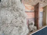 Chanvre dans la construction : un potentiel freiné par le manque de certification