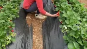 Chez Estela rouvre ses portes à Saint-Aunès après un hiver pluvieux