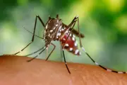 Chikungunya : les séquelles chroniques transforment le quotidien des patients azuréens en enfer
