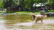 Cinq chiens malades, deux morts après une baignade dans le lac de Pelleautier