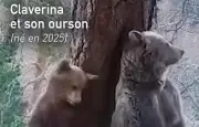 Claverina et son ourson sortis d'hibernation dans les Pyrénées aragonaises