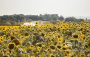 Climat : l'Europe frappée par des extrêmes en 2025, alertent Copernicus et l'OMM