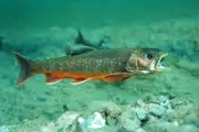 Cocaïne dans l'eau : les saumons nagent plus vite, un risque pour la biodiversité