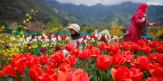 Comment les tulipes ont conquis le monde