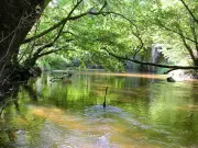 Conférence et film-débat sur la forêt en Sud-Gironde