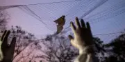 Coronavirus des chauves-souris : une nouvelle porte d'entrée dans les cellules humaines découverte