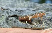 Crocodiles en Europe : des découvertes insolites loin de leur habitat naturel