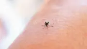 Cuba : un habitant sur trois touché par le chikungunya