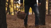 Cueillette aux champignons tourne au drame : cadavre découvert dans le Doubs