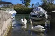 Cygnes de la Siagne en danger : les fils de pêche menacent ces oiseaux emblématiques