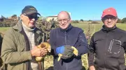 Dans le Biterrois, des chasseurs utilisent des furets pour lutter contre la prolifération des lapins