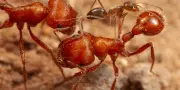 Dans le désert de l'Arizona, une collaboration étonnante entre deux espèces de fourmis