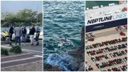 Dauphin échoué, canular au Purple Campus, contrat Neptune Lines : l'actu du 14 mai