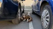 Découverte insolite à Florensac : un vautour affaibli sauvé entre deux voitures