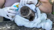 Décès d’une jeune loutre sauvée par le centre de Millau