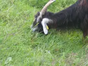 Des chèvres des Pyrénées sauvent la forteresse de Bidache par l'éco-pâturage