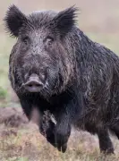 Deux accidents de la route causés par des animaux en Dordogne