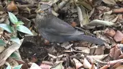 Deux balades naturalistes pour découvrir oiseaux et insectes à Assas
