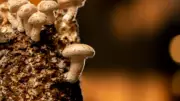 Deux chercheurs chinois poursuivis pour contrebande de champignon toxique aux États-Unis