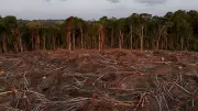 Déforestation tropicale en baisse en 2025, mais les incendies menacent