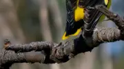 Djef Loriot expose ses clichés d'oiseaux migrateurs à la médiathèque de Saint-Aunès