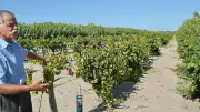 Domaine de Vassal : le trésor aux 4 000 cépages à Marseillan