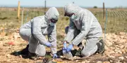 Dépollution des sols par les plantes : une innovation française testée en zone de guerre