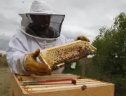 Exposition sur les abeilles à Onesse-Laharie : sensibilisation et ateliers jusqu'au 6 mai