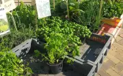Festibio à Morcenx : une journée dédiée aux plantes et au bio le 18 avril