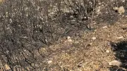 Feux de forêt : Upsy et Nala, chiens formés à détecter les causes d'incendies dans l'Hérault