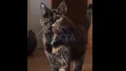 Flossie, la chatte la plus vieille du monde, fête ses 30 ans