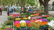 Foire aux plantes de Brissac : une explosion de couleurs et de saveurs locales
