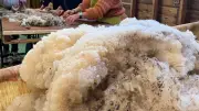 Formations sur la valorisation de la laine dans les Grands Causses