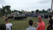 Féria du Muguet à Redessan : fête camarguaise et espagnole les 1er et 2 mai