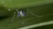 Gard : plus de 70 cas de dengue et chikungunya en 2025, l'ARS lance l'alerte