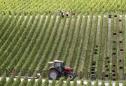 Gel dévastateur en Champagne : 40% des bourgeons détruits, pire épisode depuis 2003