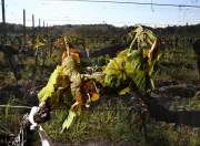 Gel dévastateur en Nouvelle-Aquitaine : vignes et vergers en péril