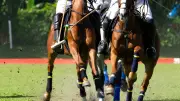 Gold Dancer euthanasié après avoir terminé une course avec le dos fracturé à Aintree