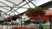 Grand Marché du Printemps à Saint-Thibéry : une fête florale et artisanale