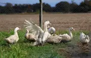 Grippe aviaire : le risque abaissé de « élevé » à « modéré » à partir de lundi