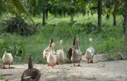 Grippe aviaire : le risque abaissé d'élevé à modéré en France