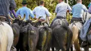 Groupama jette l'éponge : les fêtes votives menacées en Camargue