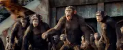 Guerre civile chez les chimpanzés : une leçon sur les liens sociaux
